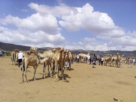 Jijiga Tourism (2023): Best of Jijiga, Ethiopia - Tripadvisor