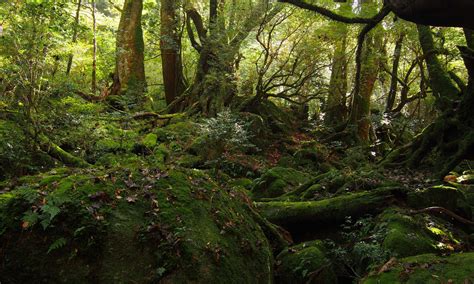 Explore the Enchanting Yakushima Forest