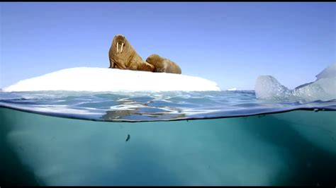 Filming Walrus With The Megadome Blue Planet II Behind The Scenes