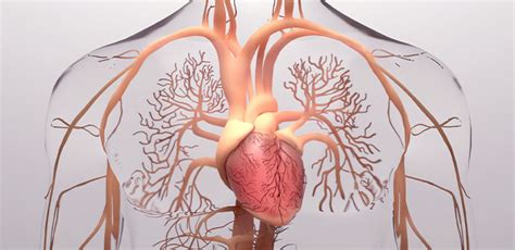 Barostim Device Implantation - Heritage Valley Health System