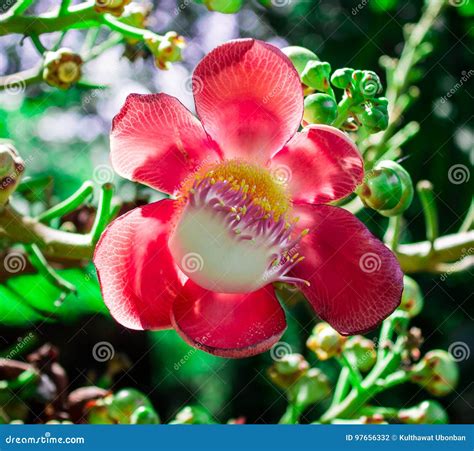 Shorea robusta,Sal flowers stock photo. Image of cannon - 97656332