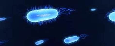 Bacteria May Help Protect Cancer Cells - Science in the News