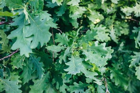 Green Oak Tree Leaves Background. Natural Summer Photo Stock Image ...