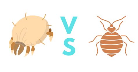 Dust Mites VS Bed Bugs: A Complete Guide with Photos