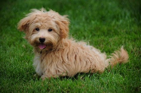 25 Best Mixed-Breed Dogs You'll Love - Parade Pets