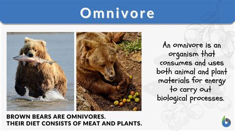 Omnivore - Definition and Examples - Biology Online Dictionary