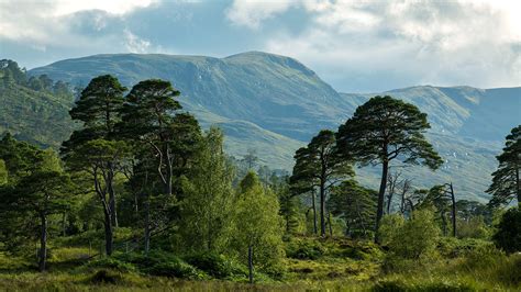 Caledonian Forest and Conifer Woods - Woodland Trust