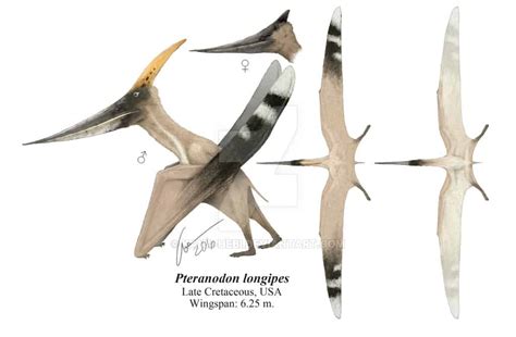 Pteranodon - Facts and Pictures