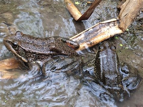 Amphibian Research, Habitat Restoration and Monitoring Program - Elkhorn Slough