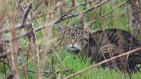 Rabies alert issued in Citrus County after rabid cat bite | wtsp.com