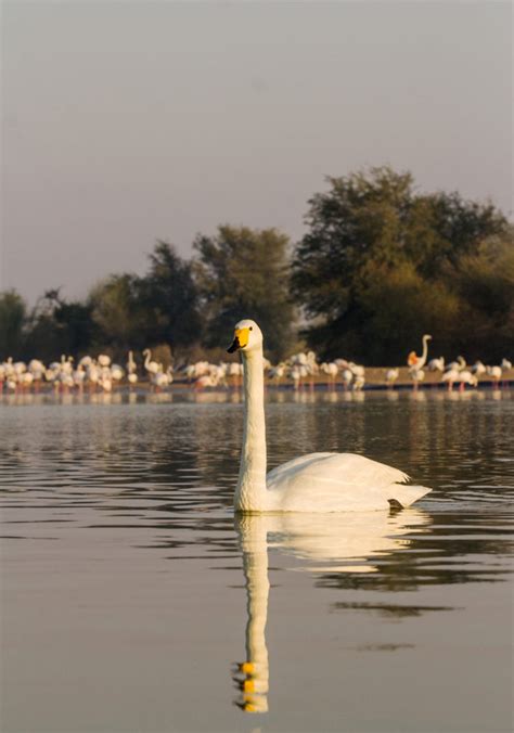 Al Qudra Lake, Dubai – Paws Trails