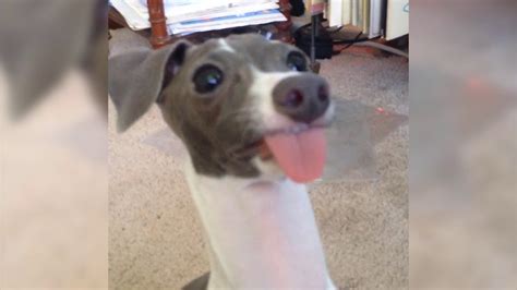 Dog With Tongue Sticking Out