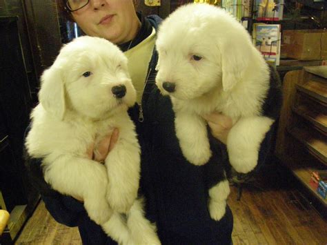 Old English Sheepdog Puppies For Sale | Detroit, MI #271622