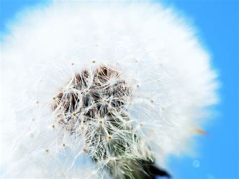 Dandelion 4K wallpapers for your desktop or mobile screen free and easy ...