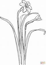 Narcissus Coloring Page  Free Printable Pages Home sketch template