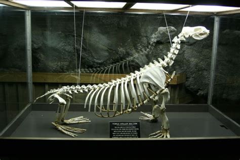 Photo Detail: Sea lion skeleton | Sea lion, Animal skeletons, Skeleton