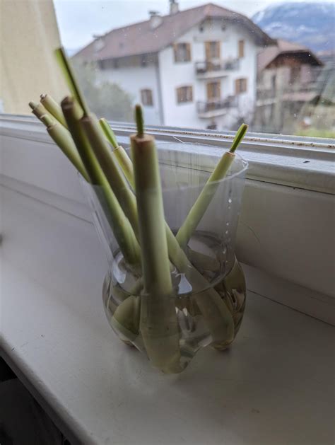 Lemongrass propagation : r/gardening