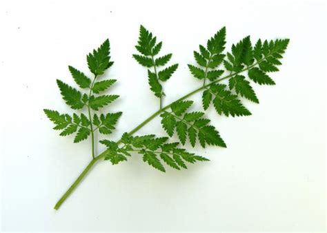 species identification - Is this Poison Hemlock? - Biology Stack Exchange