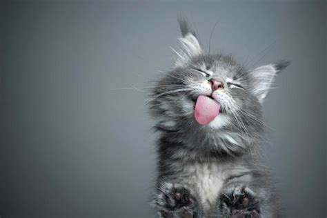 Top Picks top 10 cute cats in the world based on popularity and cuteness