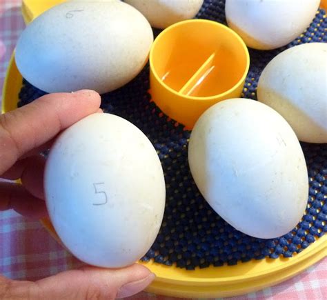 The Beginners Guide to Hatching Duck Eggs - Fresh Eggs Daily® with Lisa ...