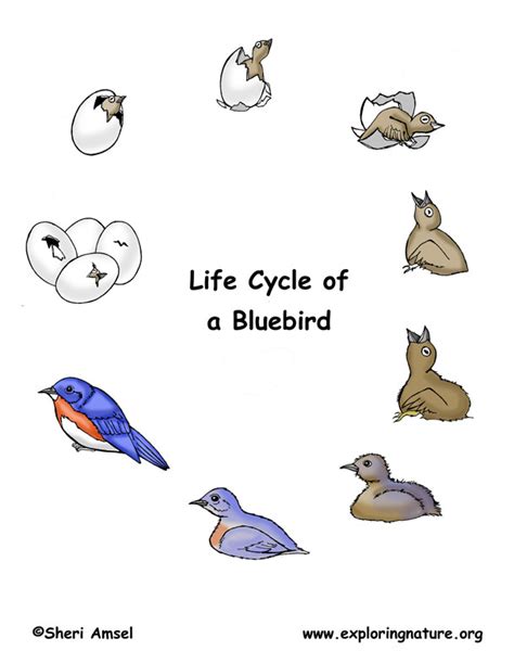 Bird Life Cycle (Eastern Bluebird)