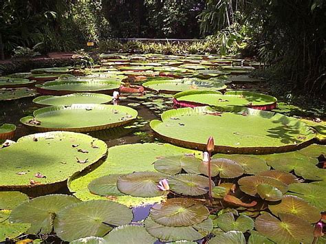 The Fast & Furious Life of the Giant Amazon Water Lily, Victoria amazonica | hubpages