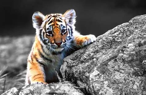 Bengal Tiger - Description, Habitat, Image, Diet, and Interesting Facts