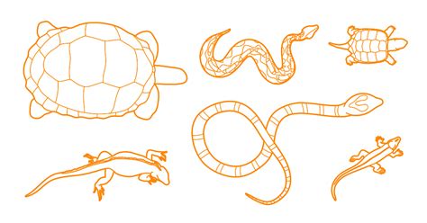 Reptiles Drawings