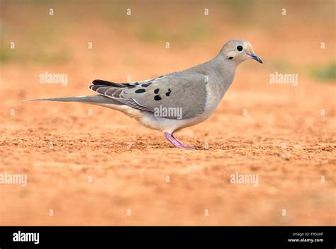 Mourning Dove, Zenaida macroura, Houston, Texas, USA Stock Photo - Alamy