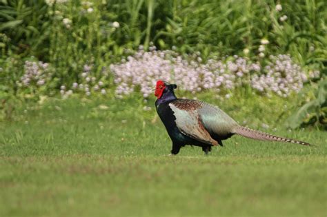 Wild birds and flowers around Tokyo : Japanese green pheasant