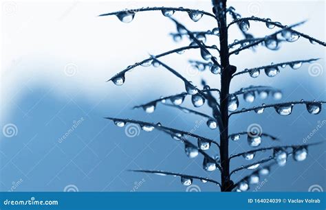 Frozen Rain Drops on the Needles of the Pine Branch Close Up. Stock ...