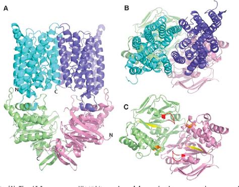 Figure 1 from The 3D structure of a periplasm-spanning platform required for assembly of group 1 ...