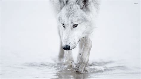 White wolf [2] wallpaper - Animal wallpapers - #29012