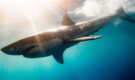 Shark thought to be extinct FOUND after decades-long hunt: 'Confirms ongoing survival' | Science ...