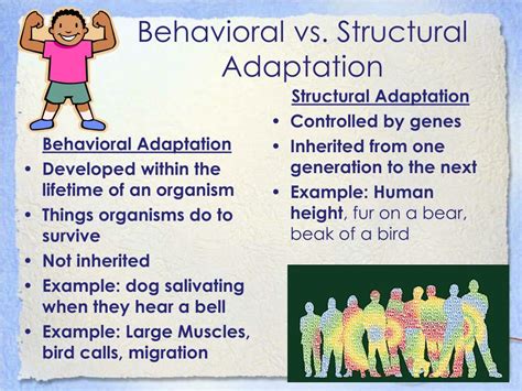 Structural Vs Behavioural Adaptations