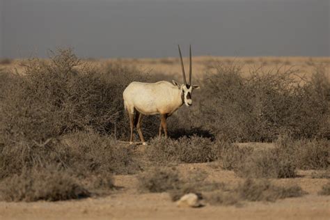 30 Wild Animals in Saudi Arabia [Wildlife in Saudi Arabia] - Kevmrc