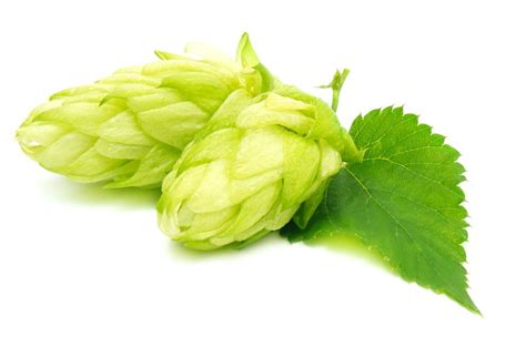 A Guide to UK and US Hop Varieties | ale.co.uk