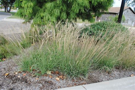 Side-Oats Grama grass in Wheaton, IL 2017 | Desert landscaping, Plants, Garden plants