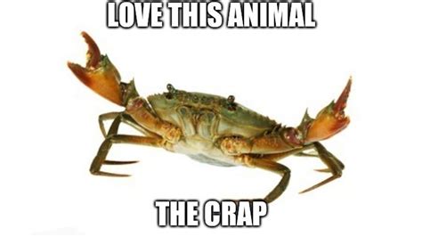 Love This Animal | Know Your Meme