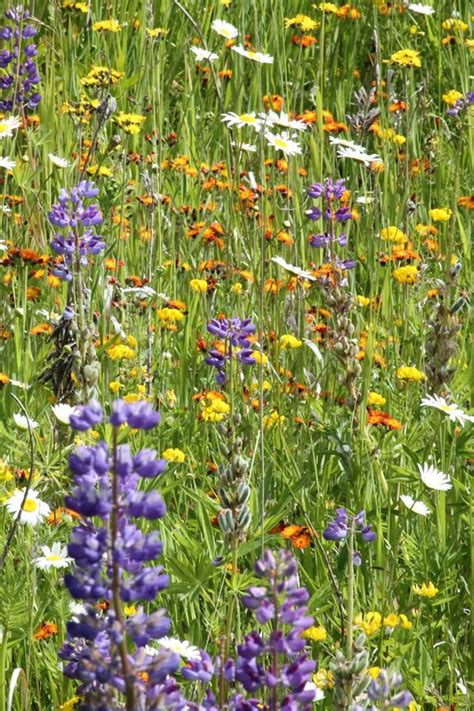 Likeness in a Change of Scenery: Northern Minnesota Wildflowers - Colorful Summer Invaders