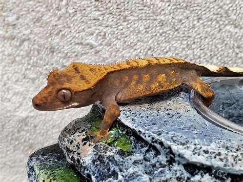 Crested Gecko Care - Legacy Exotics: Cresties