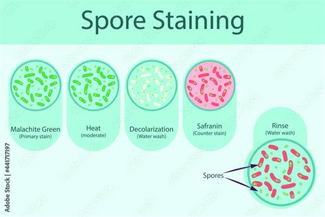 Spore staining technique steps diagram, using Malachite green and safranin vector illustration ...