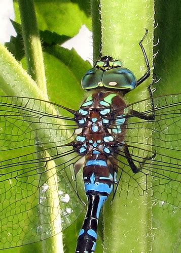 Odonata - CreationWiki, the encyclopedia of creation science