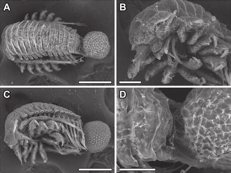 The First Bopyrid Isopod from Hydrothermal Vents: Pleurocryptella ...