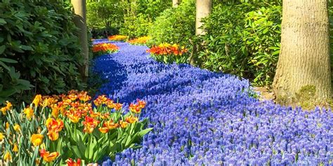Keukenhof Tulip Festival 2024: Europe's Spring Garden