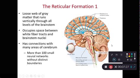 BIOL 214 Midbrain & Reticular Formation (Ch 14 Part 5) - YouTube