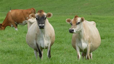 New judges to decide Australias best Jersey cows for 2019 | Farm Online | ACT