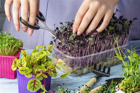 How To Grow Microgreens | Jung Seed’s Gardening Blog