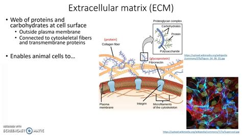 Extracellular matrix - YouTube