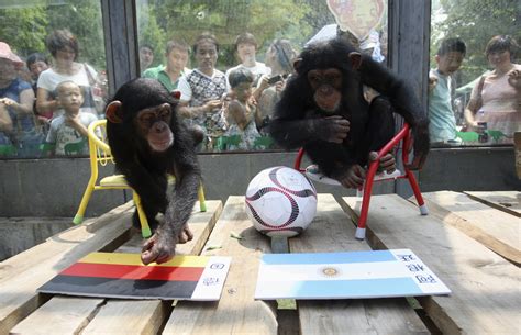 Chimpanzee Intelligence: Man’s Closest Relative Outwits Humans In ‘Game ...